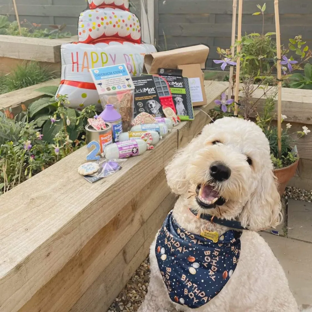 Birthday Boy Dog Bandana