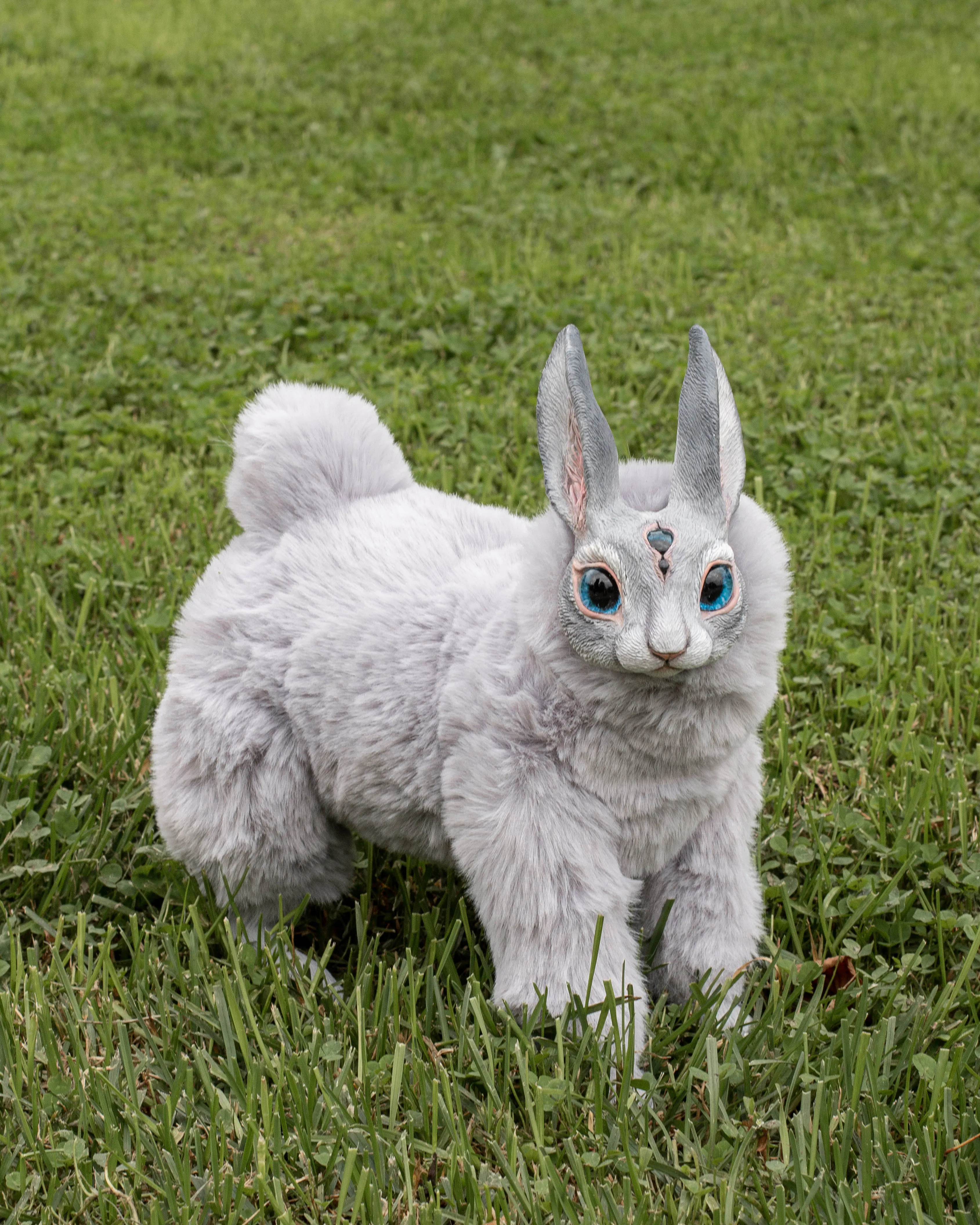 Grey hare mama