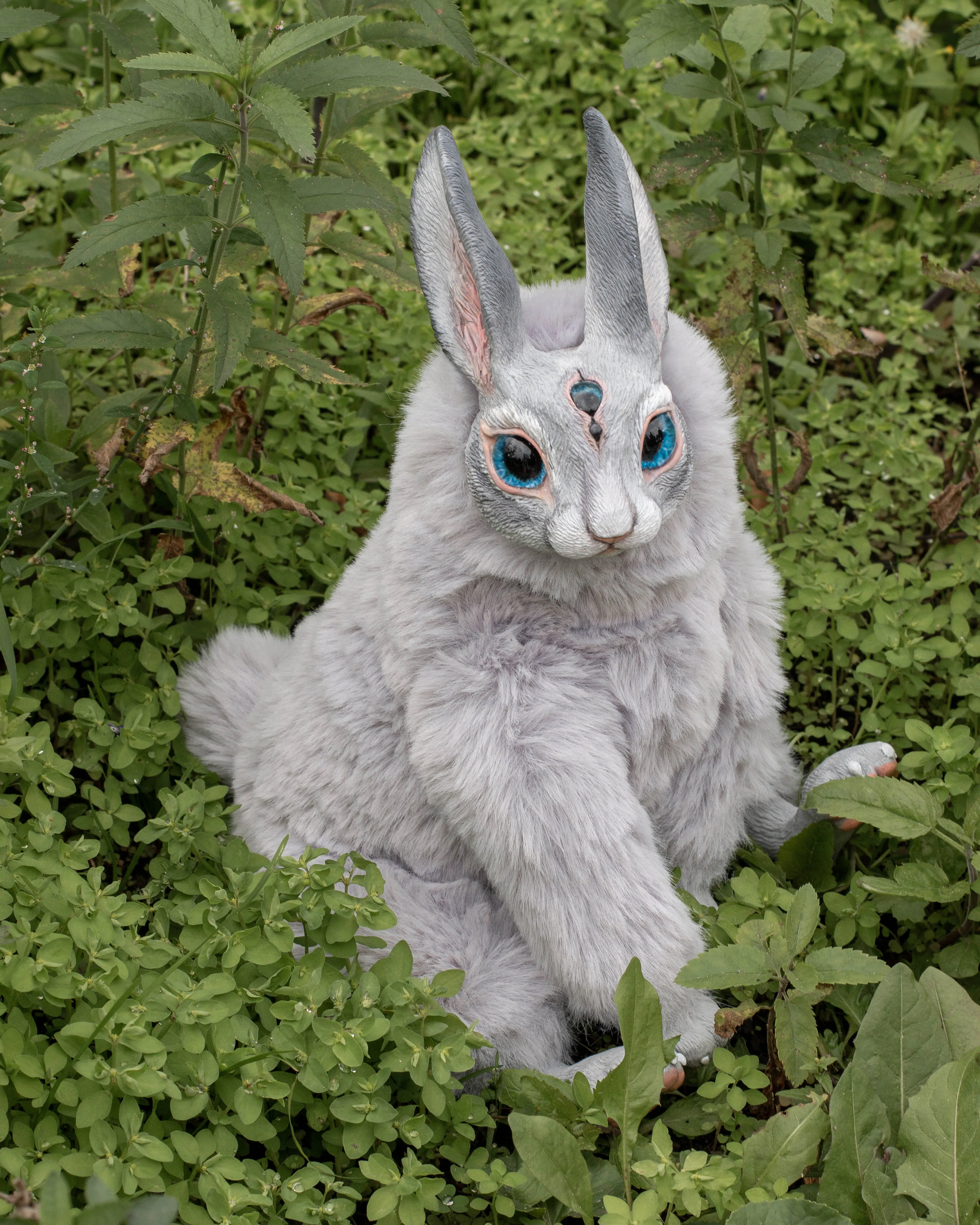 Grey hare mama